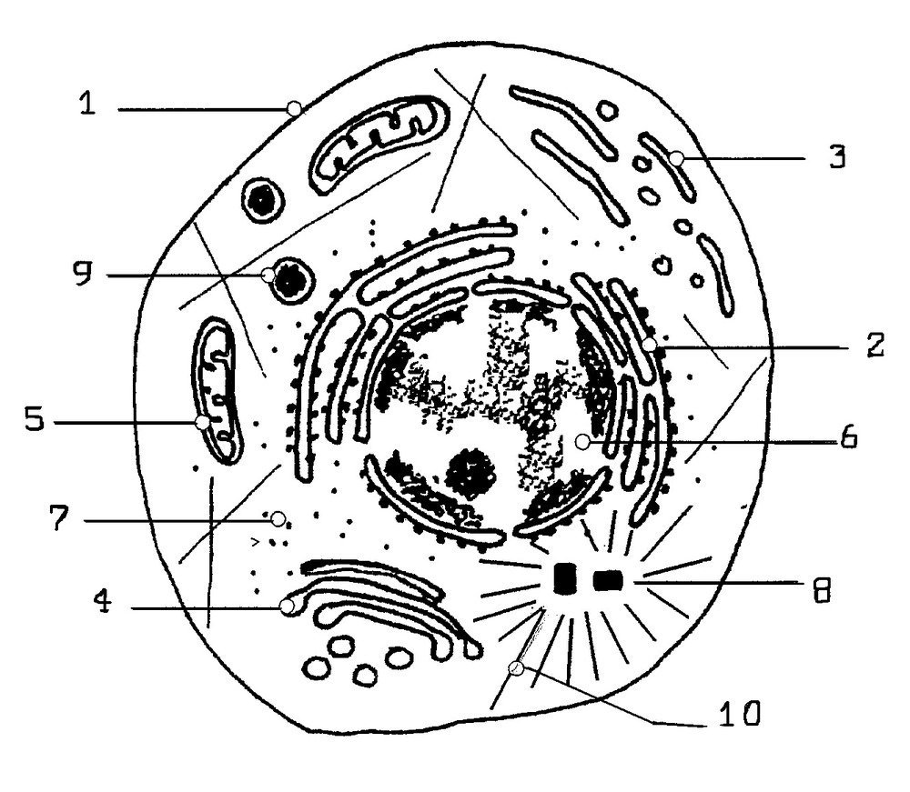 Органоиды растительной клетки 5 класс биология