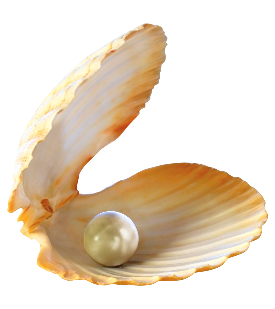 Морская Жемчужница моллюск
