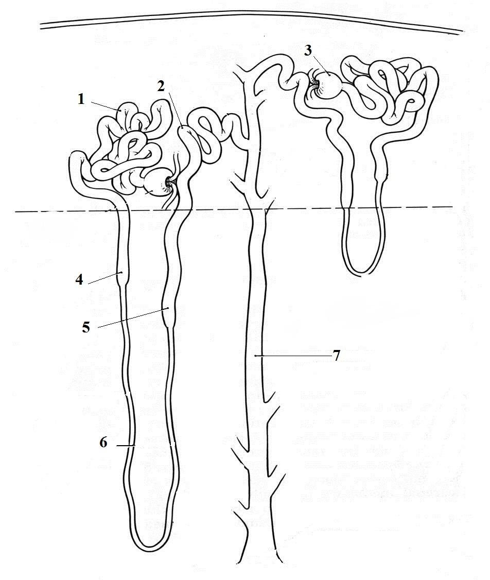 Строение почки петля Генле