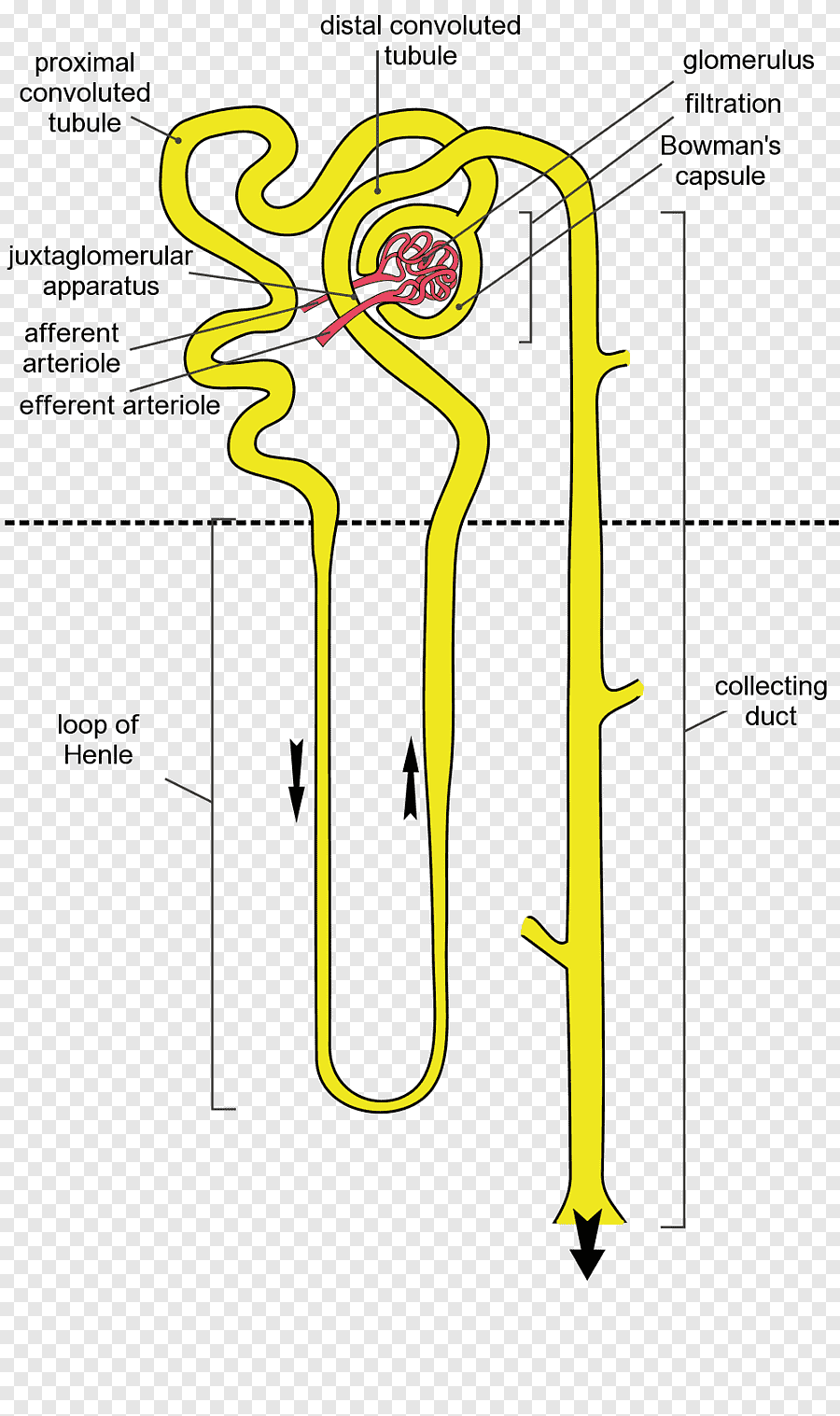 Полное строение нефрона