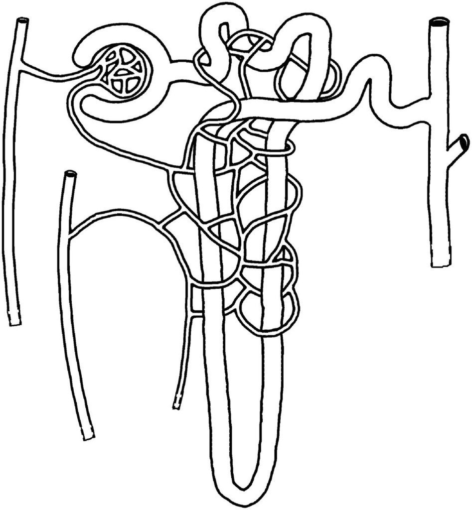 Рисунок нефрона с подписями 8 класс