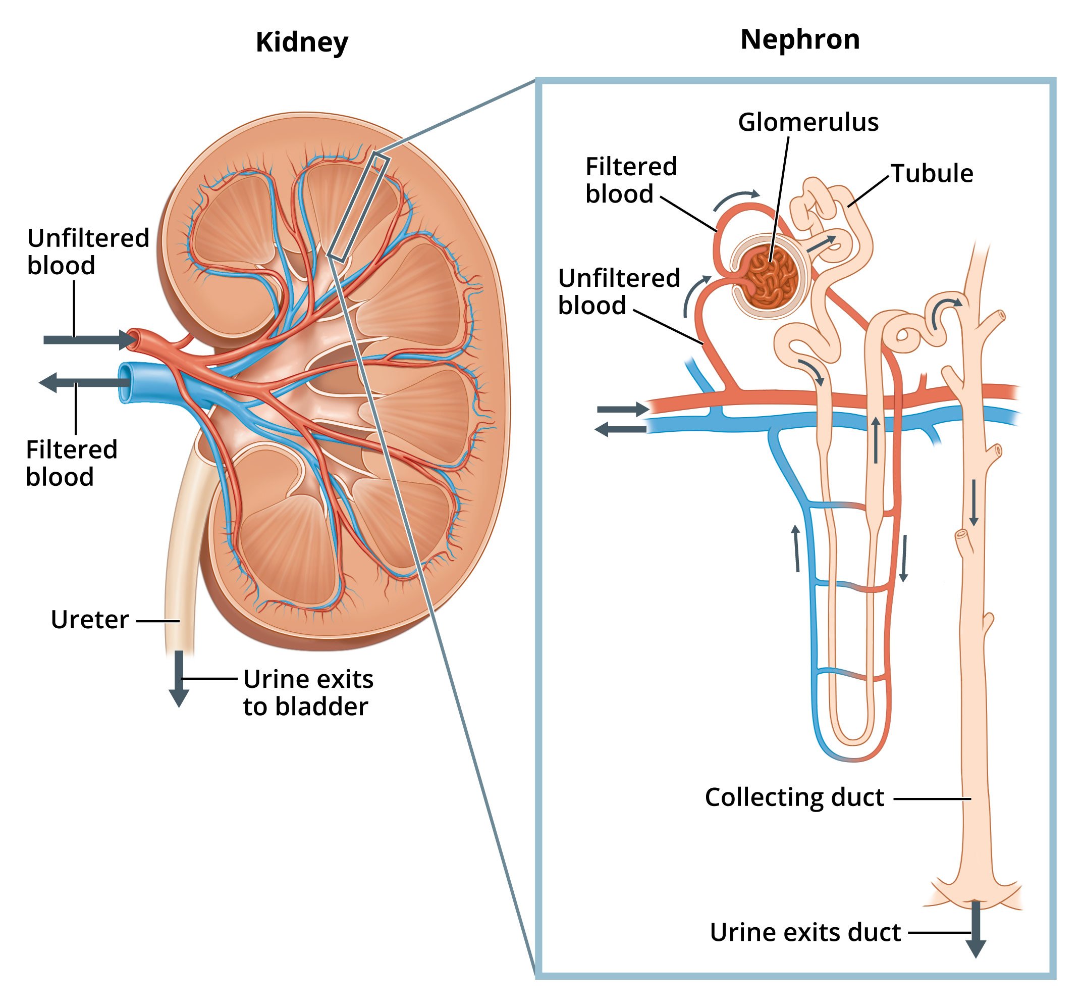 Нефр. Нефрон тузилиши. Ductus papillaris нефрон. Нефрон Неттер. Structure of the nephron схема.