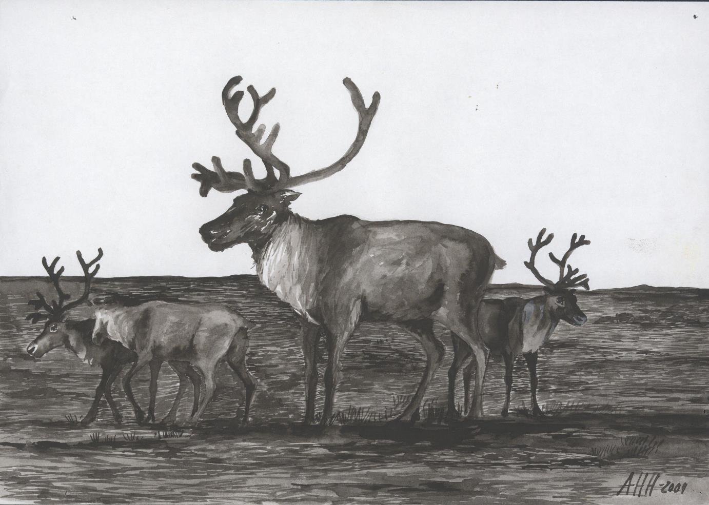 Как я представляю тундру рисунок. Рисунок на тему тундра. Северный олень. Тундра рисунок карандашом. Нарисовать тундру.