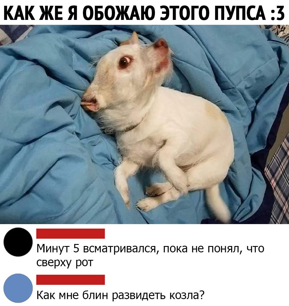 Девушка вы животных любите