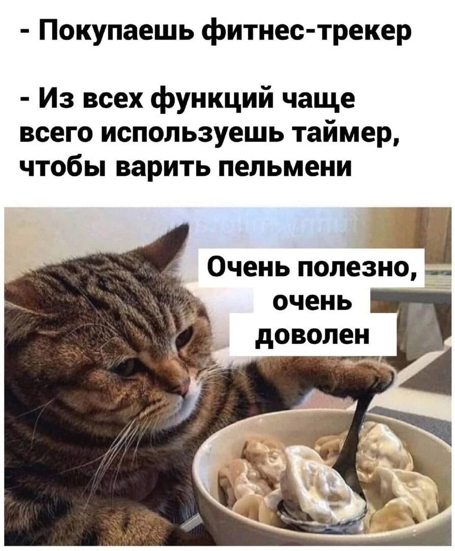 Кот пельмень