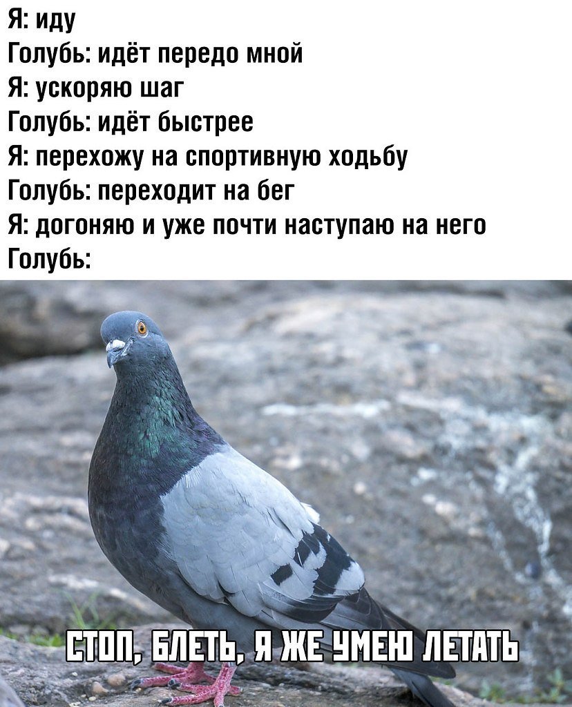Фразы про голубей смешные