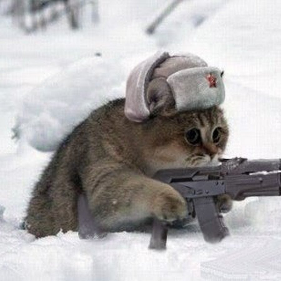 Кот со снайперской
