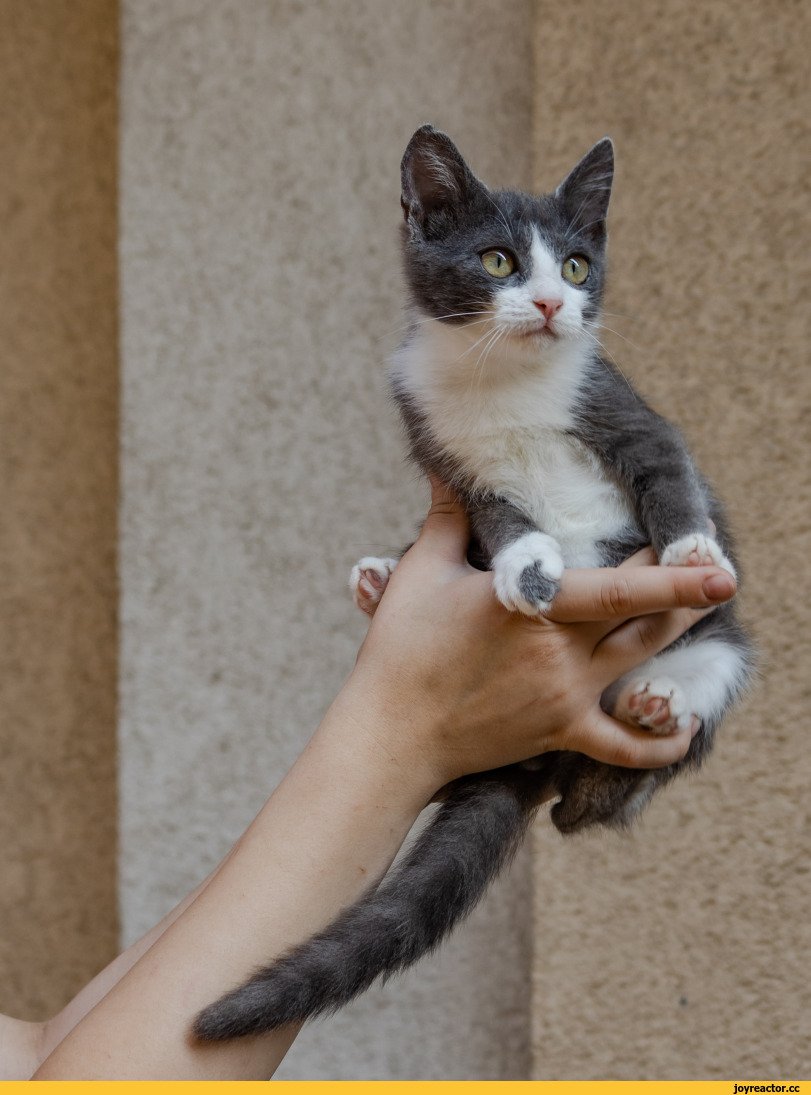 Мальчик обнимает кота