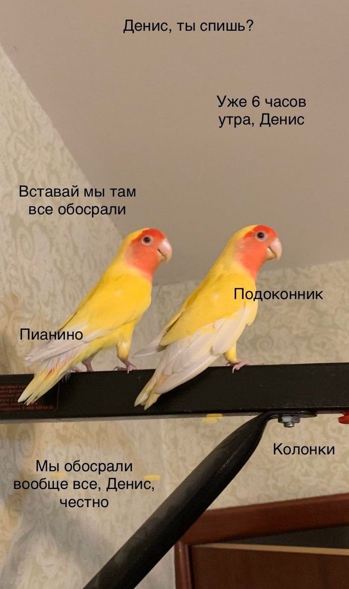 Смешные мемы с попугаем