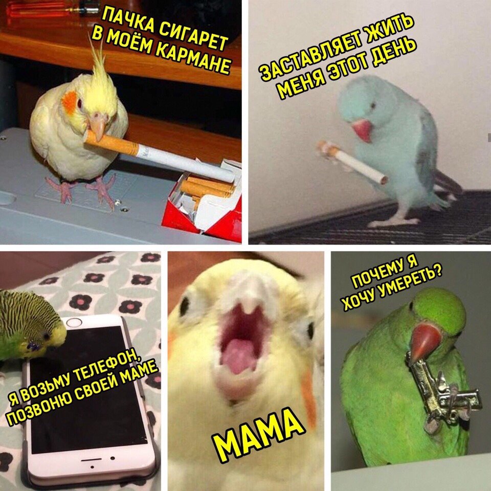 Мемы с попугаями с надписями