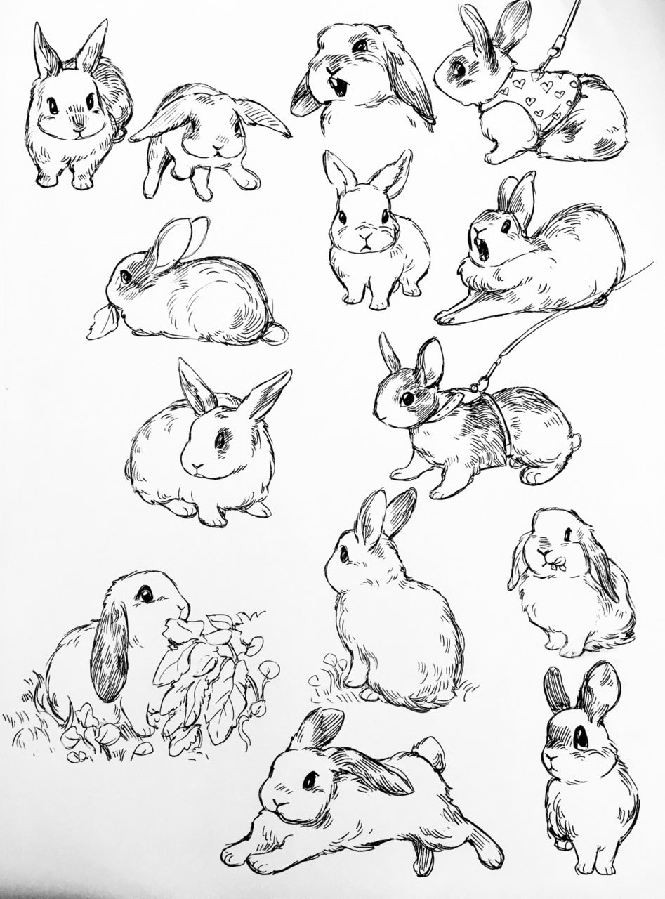 Кролик для рисования