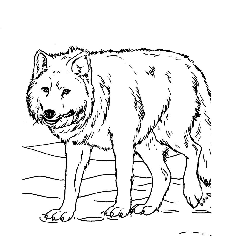 Волк раскраска