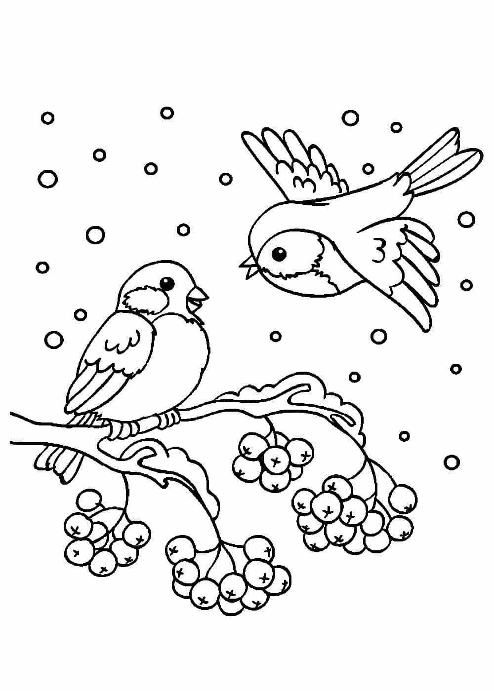 Птицы для раскрашивания для детей Снегирь