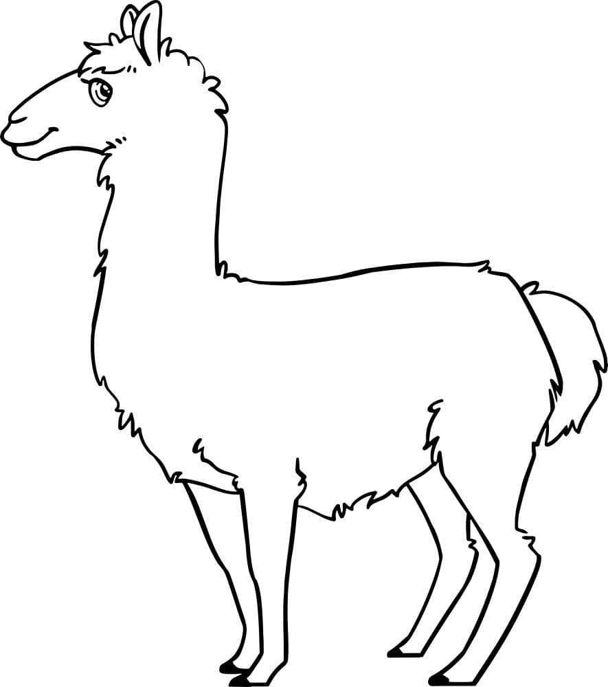 Рисунок ламы для срисовки