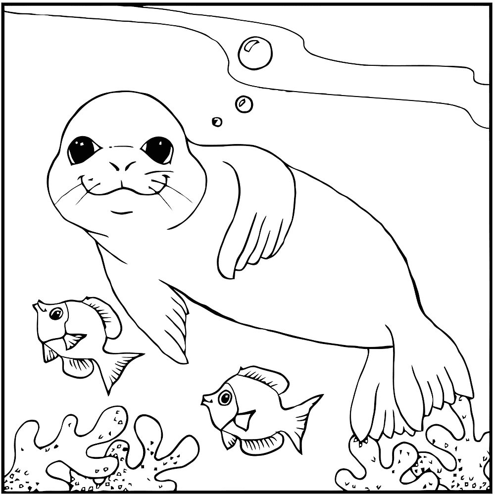 Симпотяшная тюлень