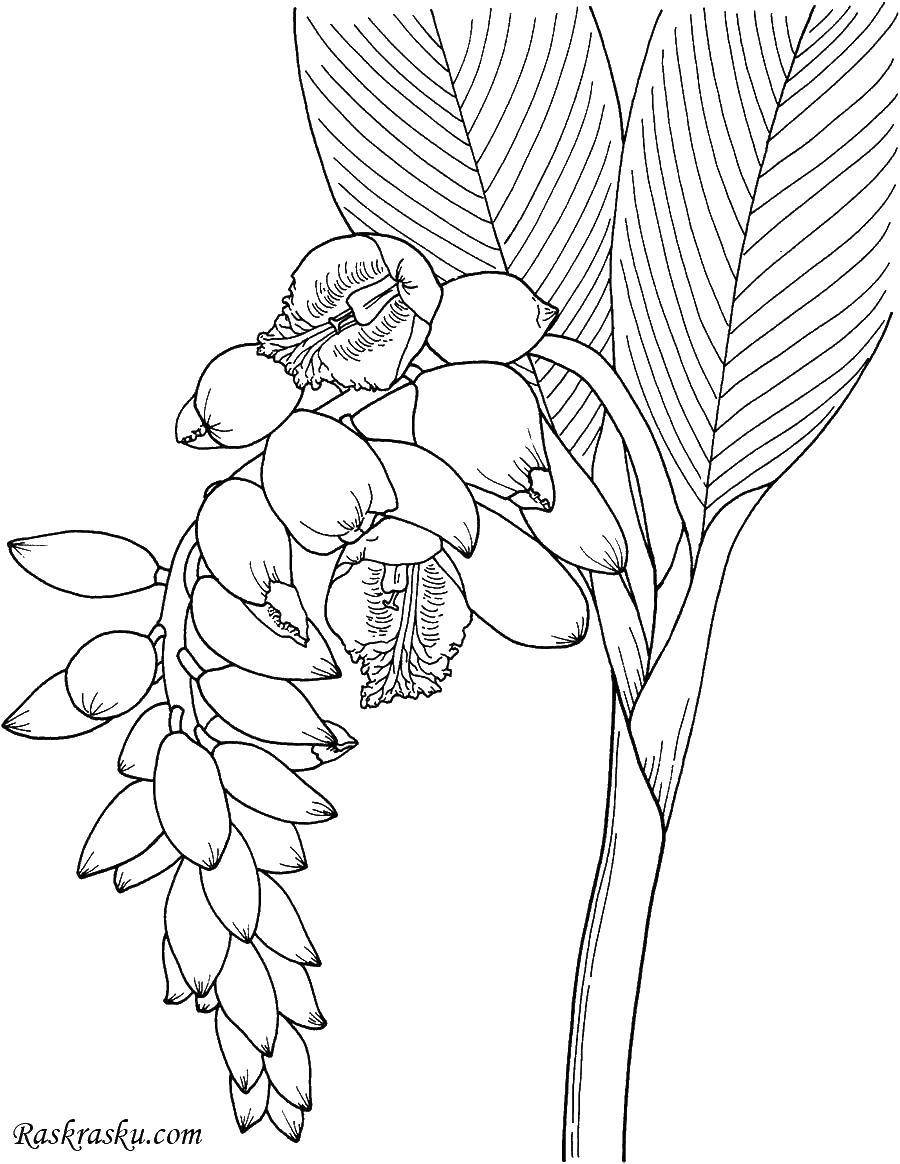 Раскраска Ландыш цветок
