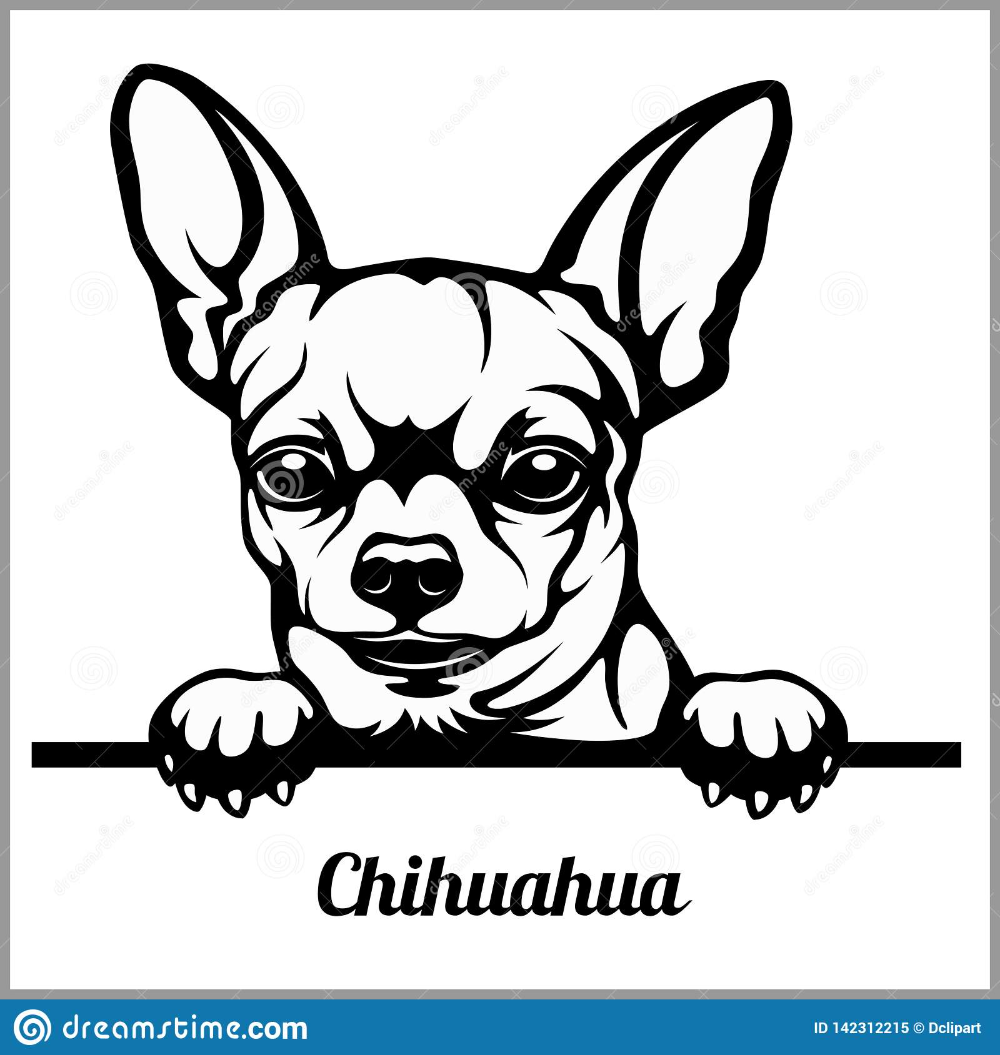 Раскраски собаки чихуахуа