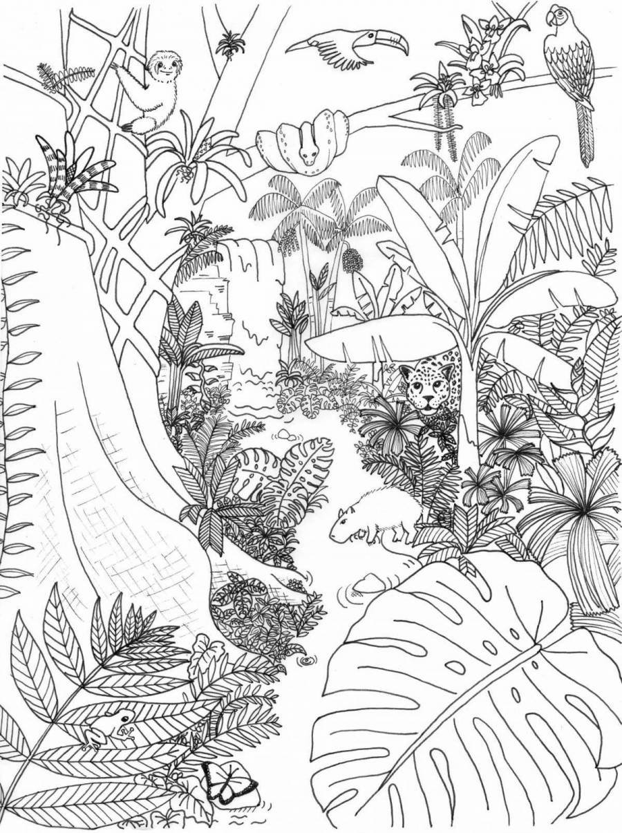 Джунгли рисунок