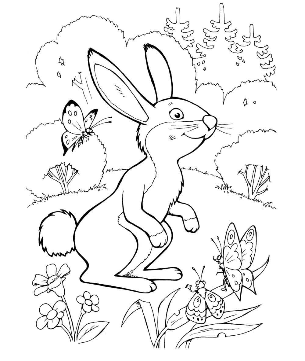 Заяц Русак раскраска для детей