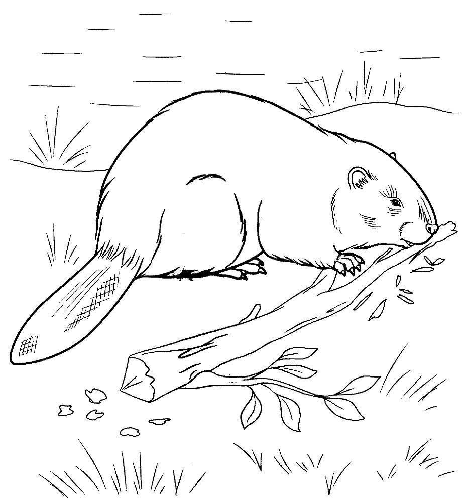 Заяц рисунок для детей