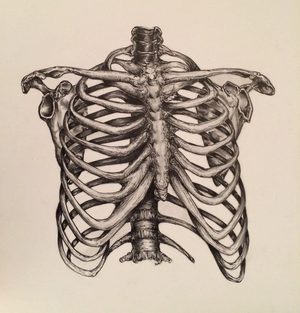 Анатомические ребра для рисования