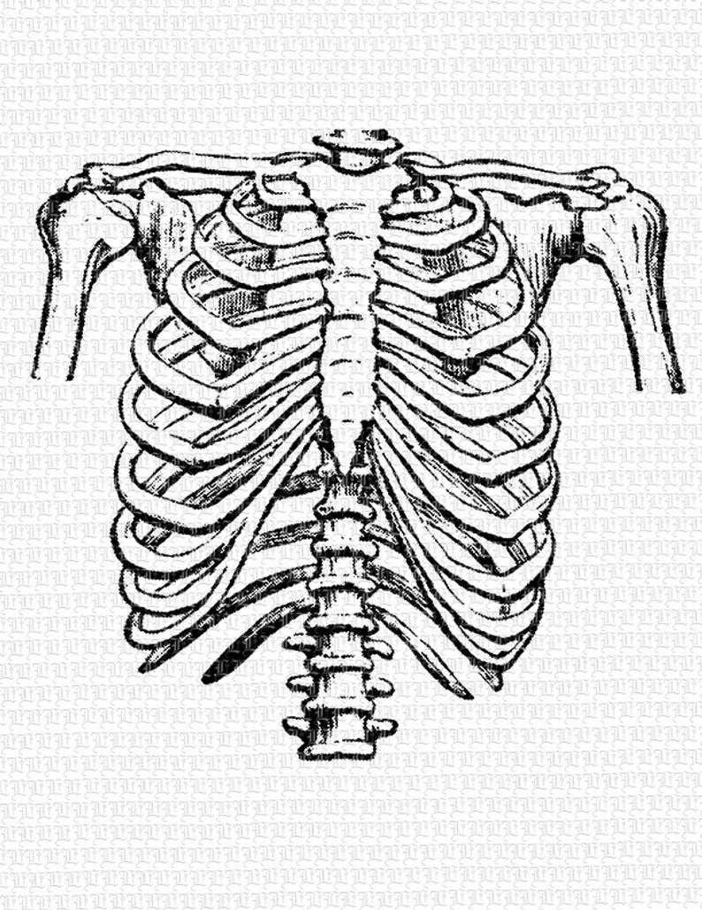 Скелет грудной клетки Грудина