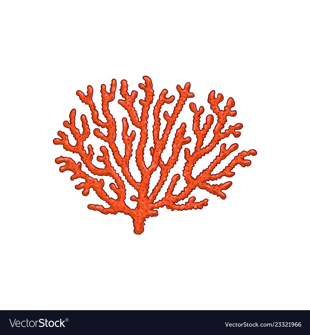 Кораллы на прозрачном фоне