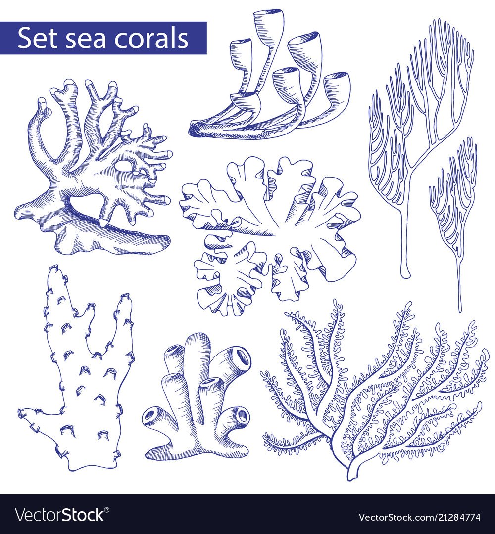 Кораллы поэтапное рисование
