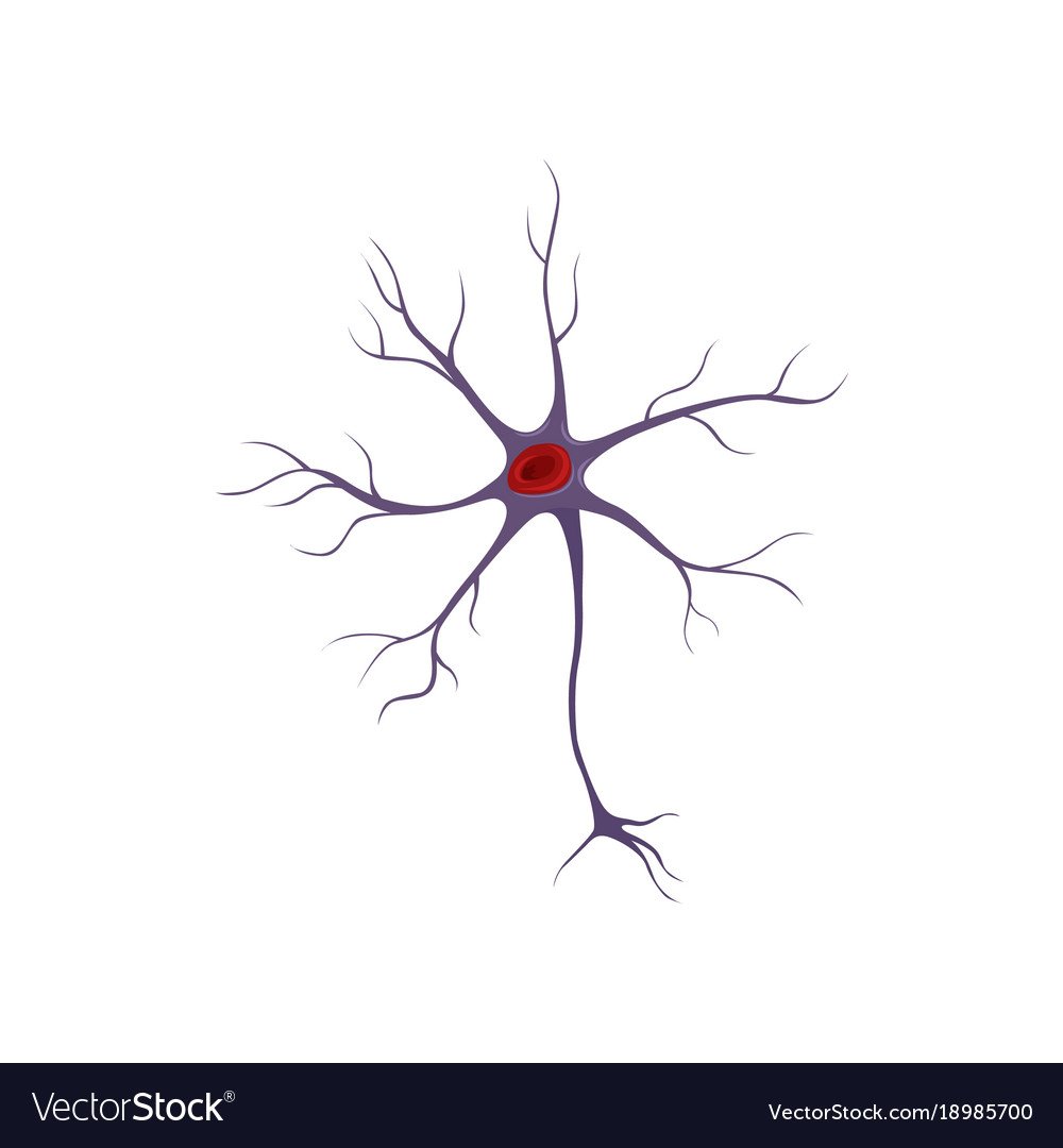 Строение нейрона без подписей