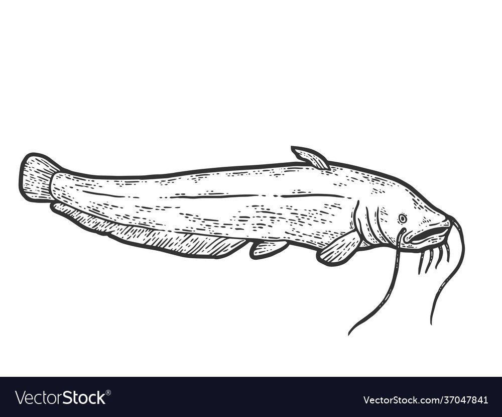 Как выглядит сом рыба Речная раскраска