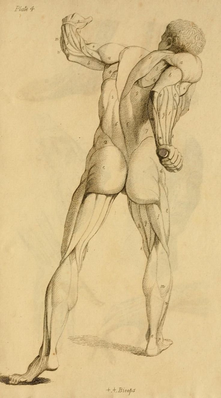 Пластическая анатомия Родена