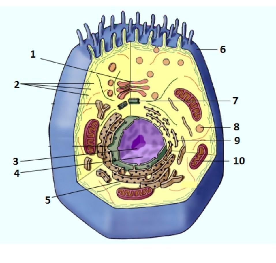 Органоиды клетки 10 класс в клетке