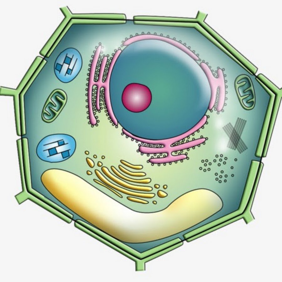 Animal Cell organelles