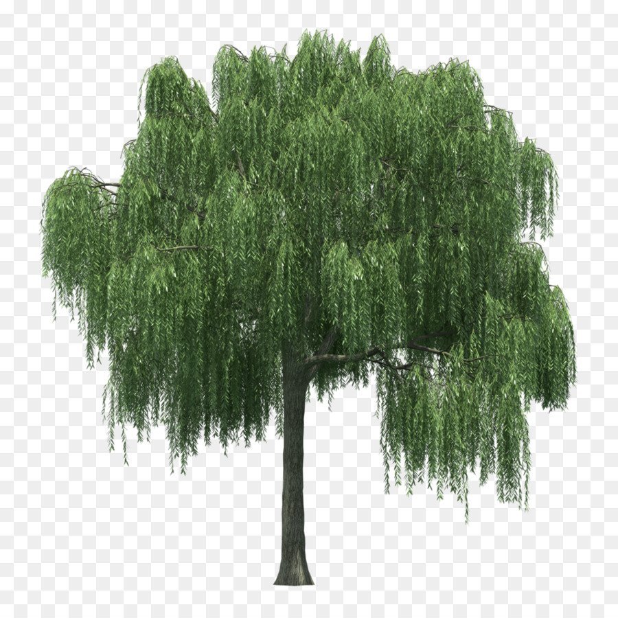 Дерево куст Ива
