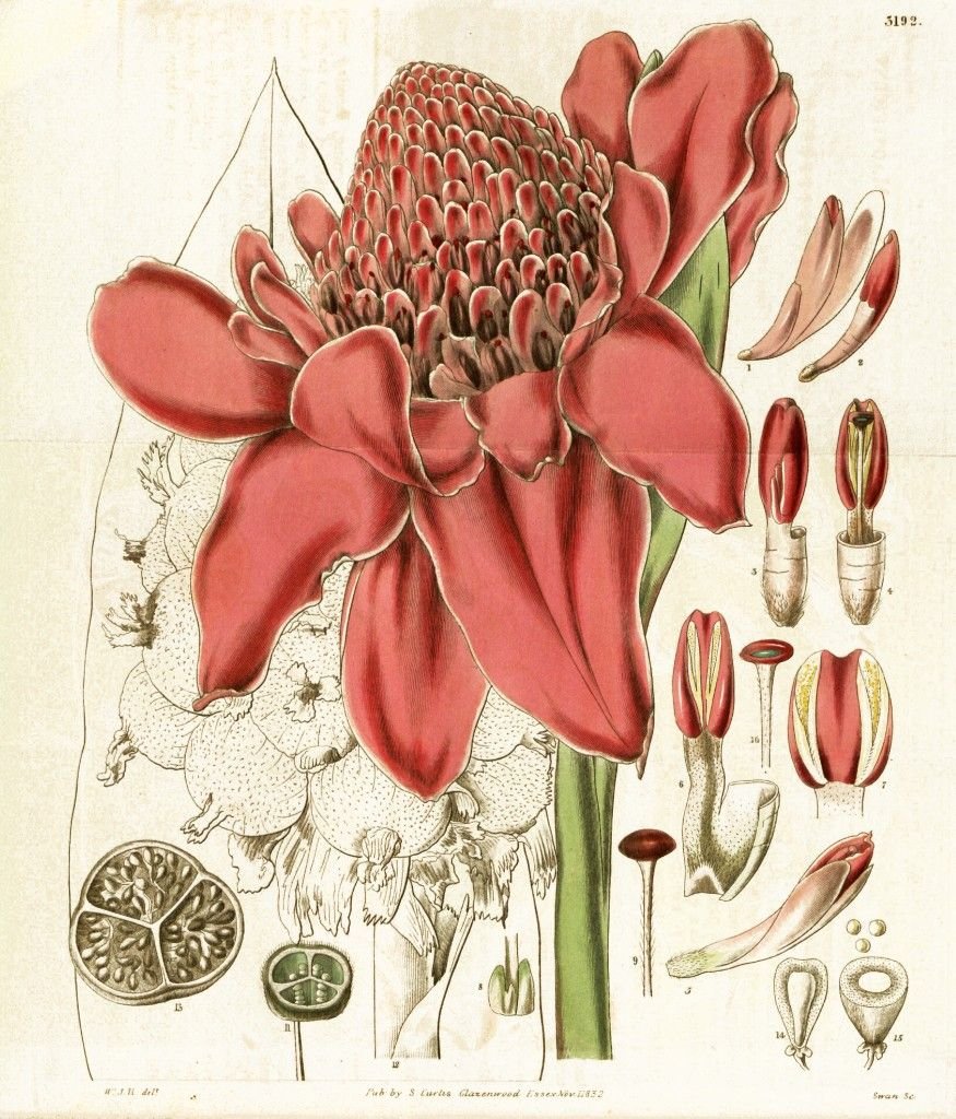 Бубонтюбер Ботаническая иллюстрация