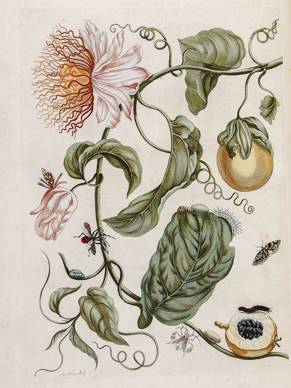 Ботанические иллюстрации Мария Сибилла
