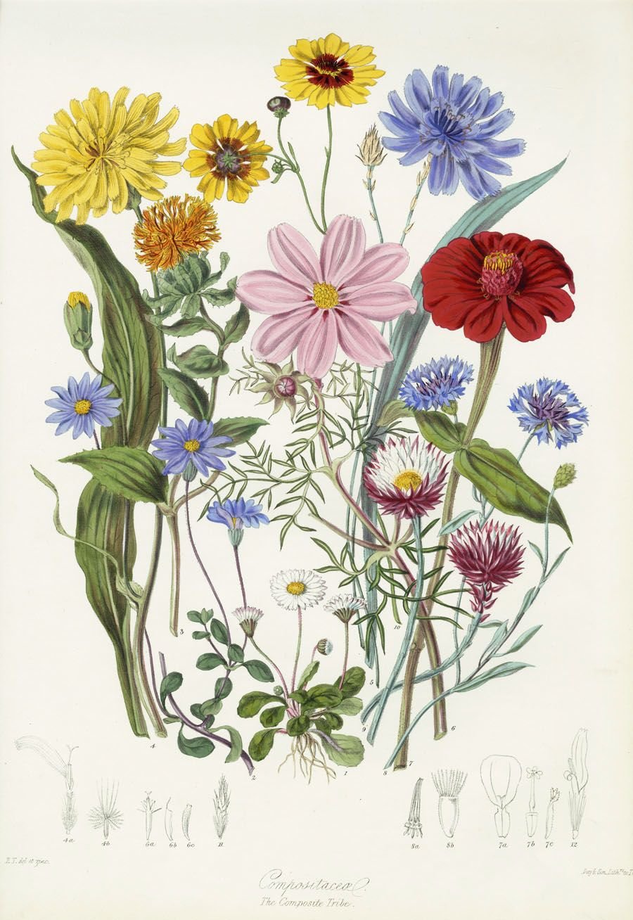 Венди Холендер: Ботаническая иллюстрация