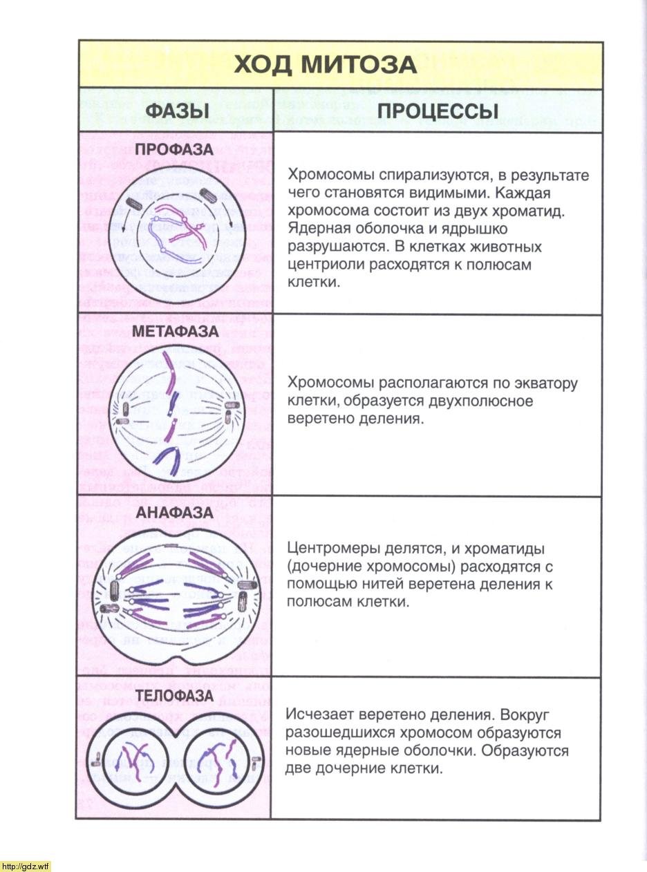 Схема клеточного цикла митоза