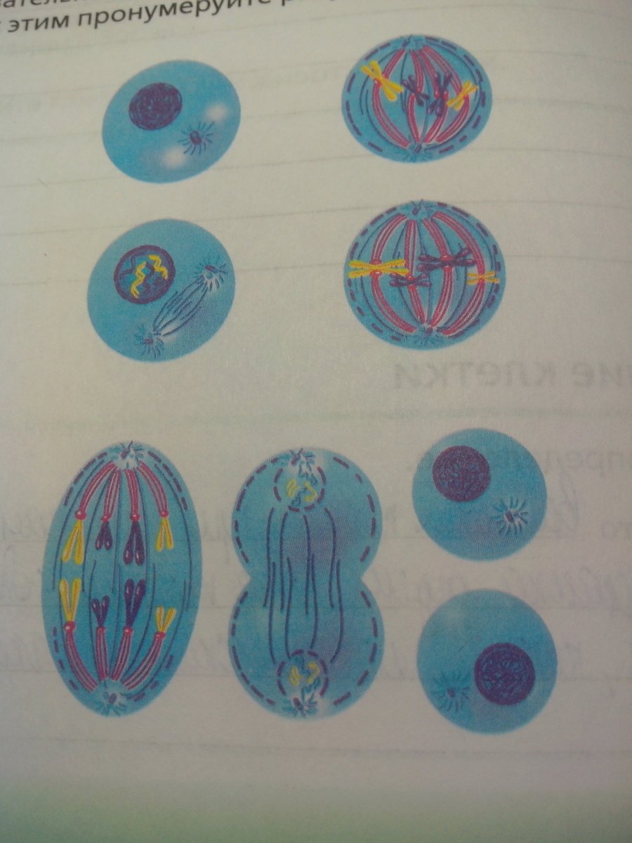 Деление клетки митоз 6 класс биология