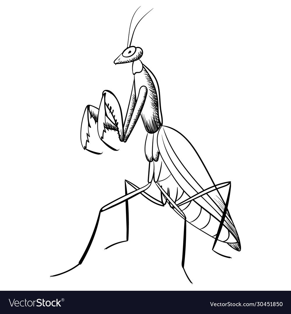 Mantis vector