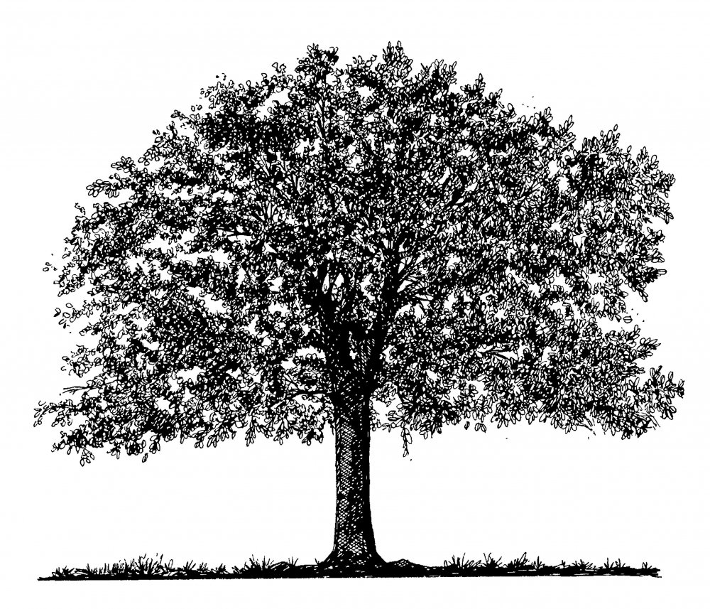 Ветка дерева без листьев