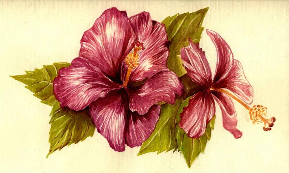 Hibiscus Flower