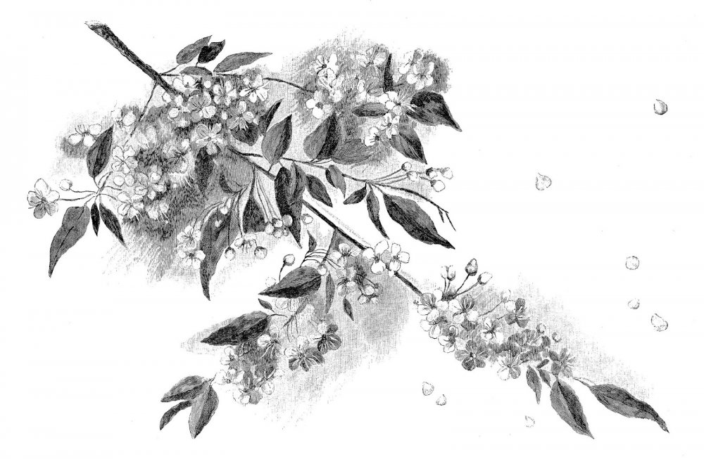 Листья Сакуры эскиз