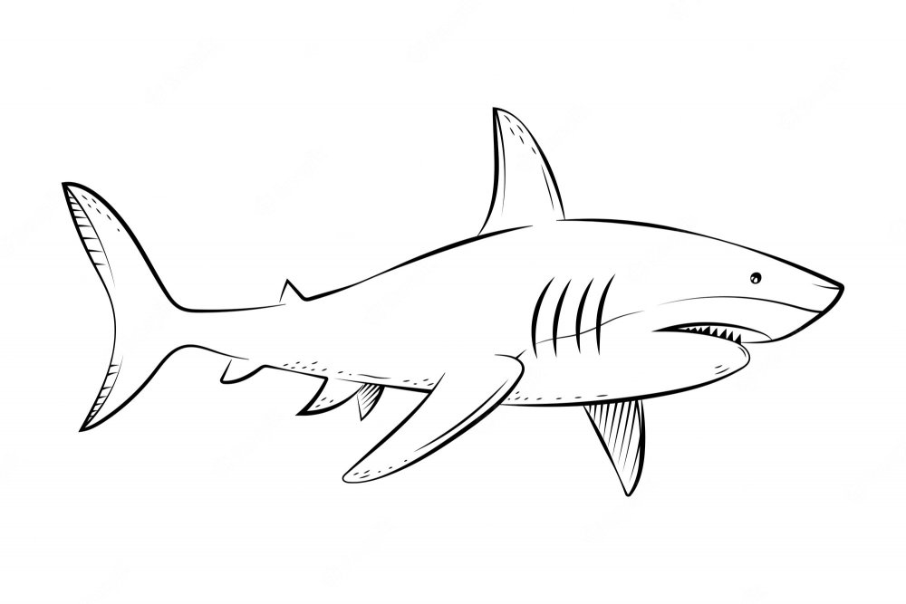 Акула вид сбоку рисунок