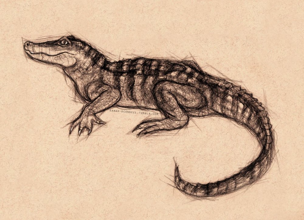 Анатомия крокодила для рисования