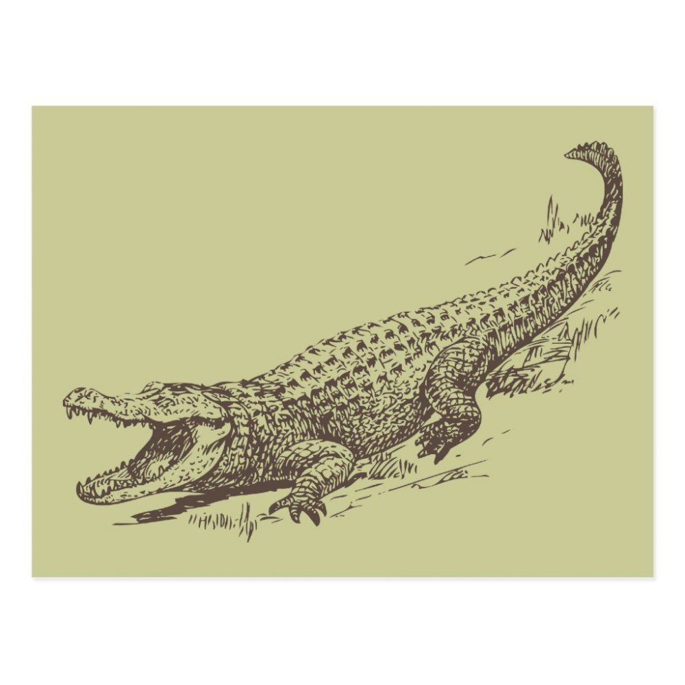 Крокодил рисунок реалистичный