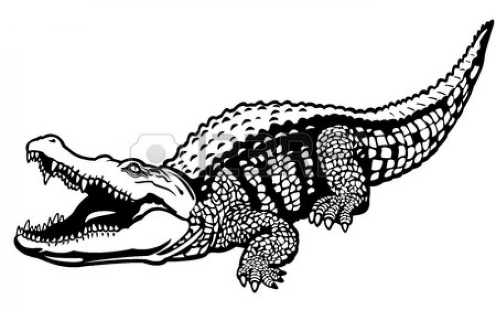 Нильский крокодил рисунок