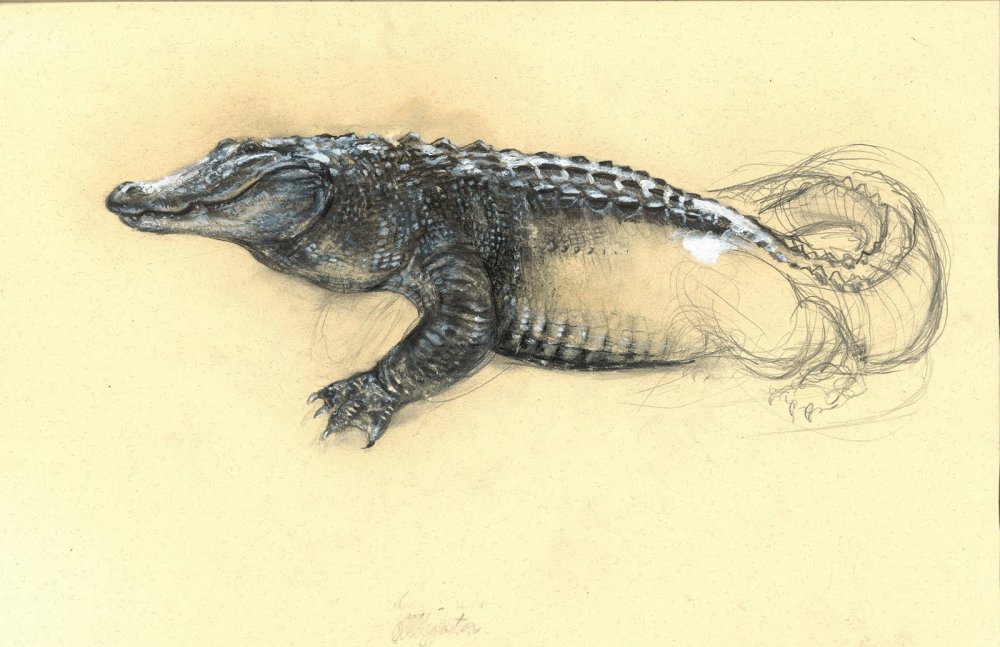 Крокодил рисунок реалистичный