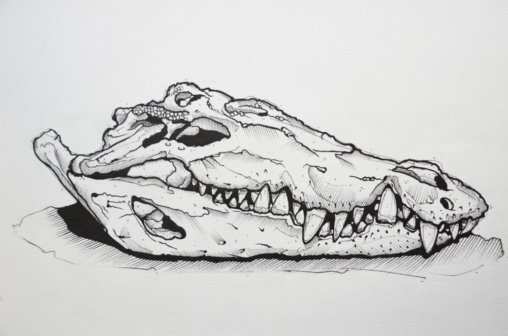 Крокодил эскиз