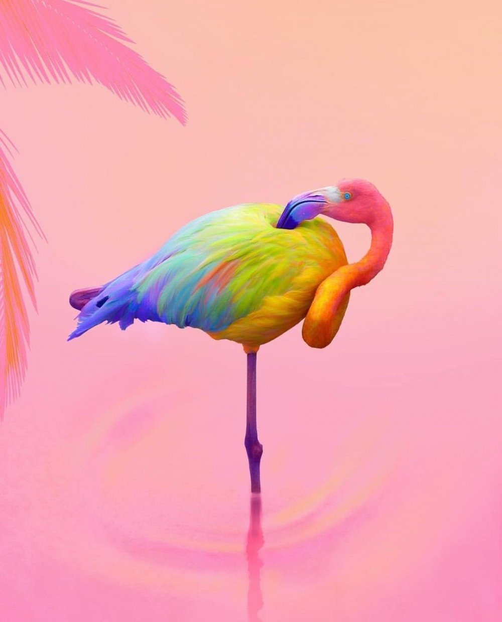 Радужный Фламинго
